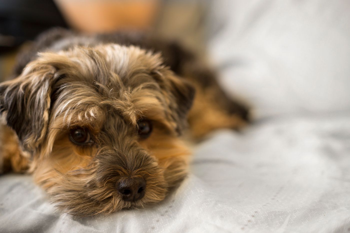 A Yorkshire Terrier relaxing indoors