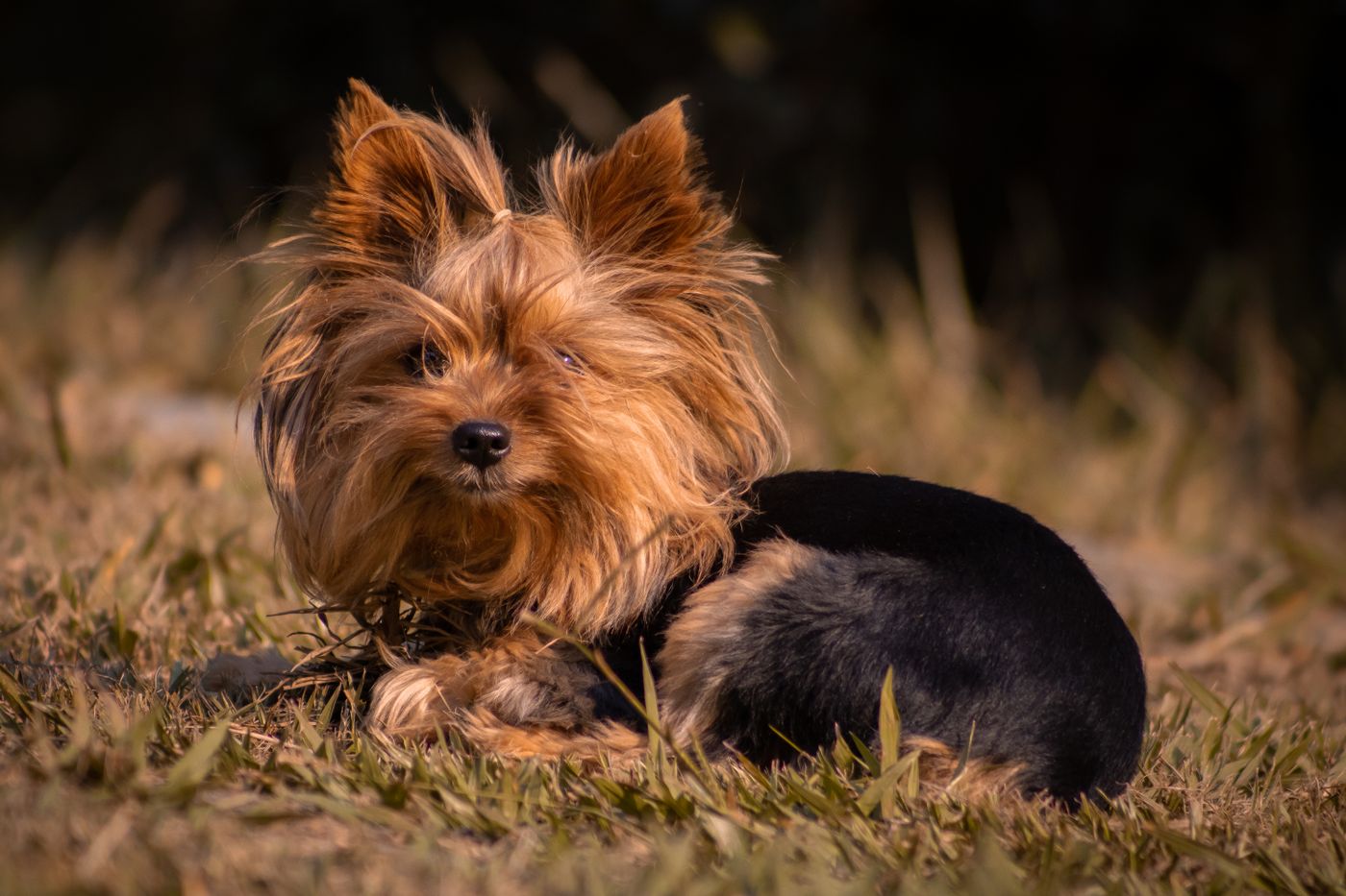 Yorkshire Terrier playing and alert outdoors