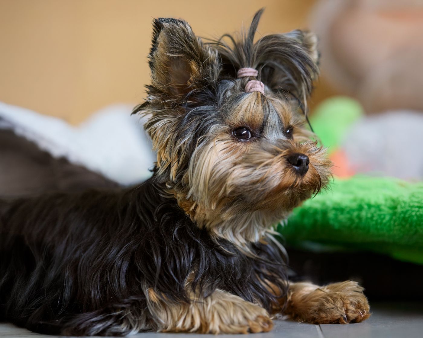Yorkshire Terrier's silky steel-blue-and-tan coat visible in profile