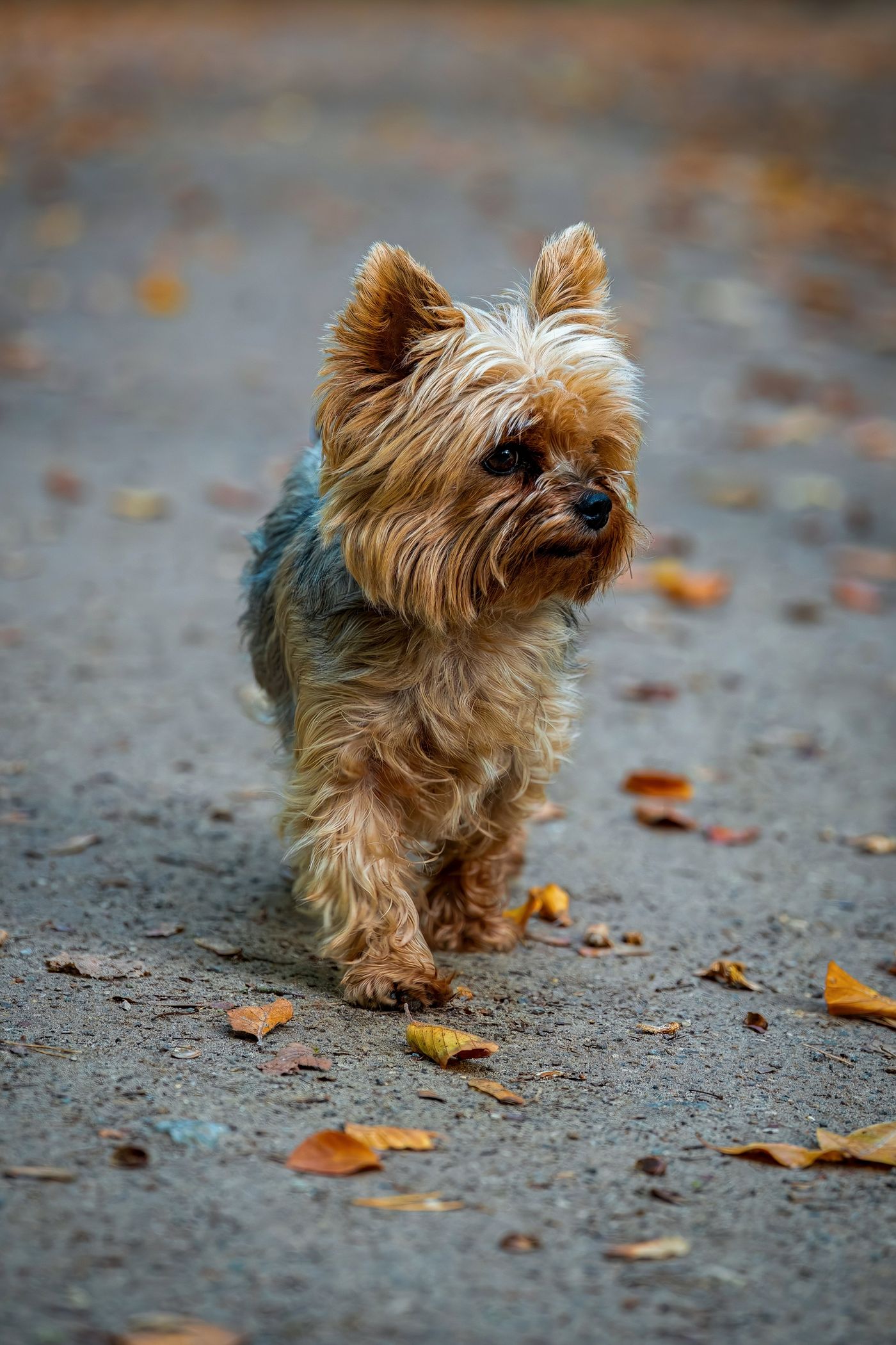 Alert, healthy adult Yorkshire Terrier