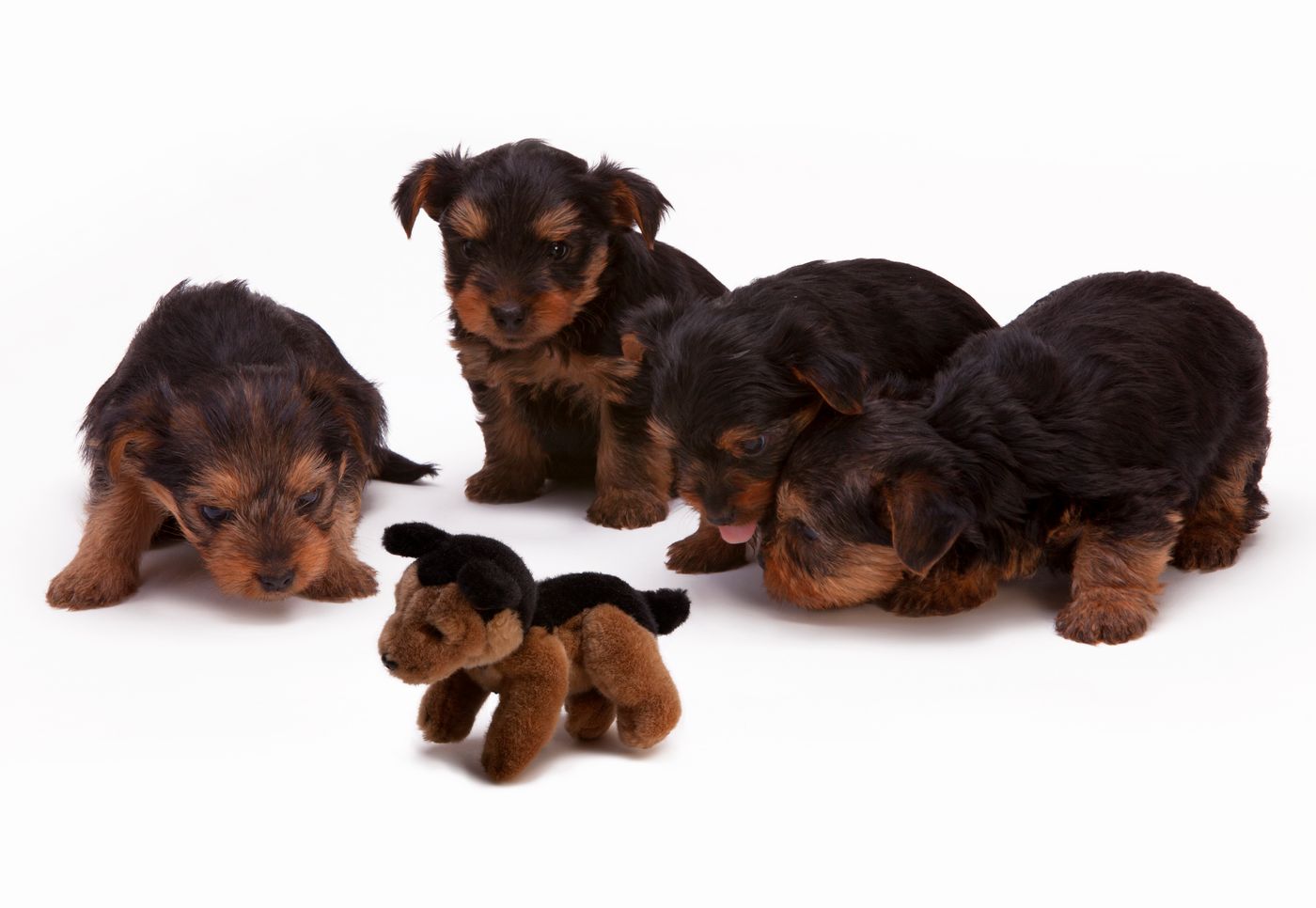 Yorkshire Terrier puppies together
